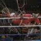 Fan Man crashes into ring during Bowe vs Holyfield fight in 1993
