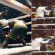 "Wiped Out Boxer Stands Tall, Endures 10 Unanswered Punches Before Referee Intervention"